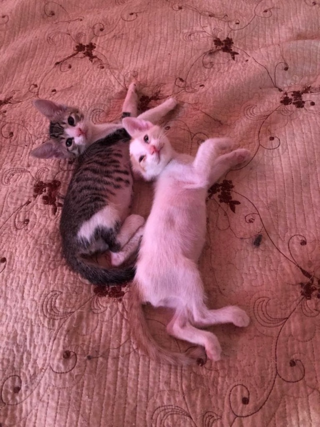 REBECA - chaton femelle, née environ en juillet 2022 - A la clinique de Mircea à Bucarest (Roumanie) - ADOPTEE EN ROUMANIE 30666913