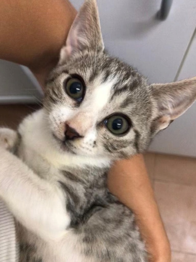 JADE - chaton femelle, née environ en juin 2022 - A la clinique de Mircea à Bucarest (Roumanie) - Adoptée par RINA (91) 30673211