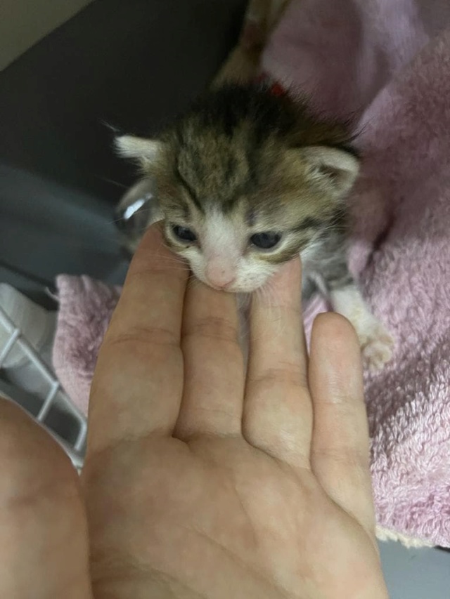 REBECA - chaton femelle, née environ en juillet 2022 - A la clinique de Mircea à Bucarest (Roumanie) - ADOPTEE EN ROUMANIE 30685511