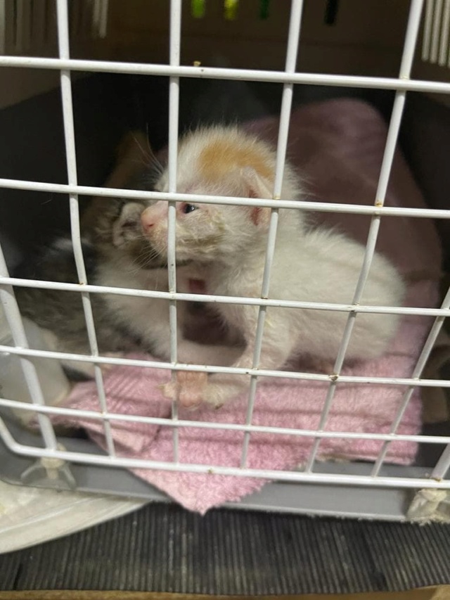 ROBER - chaton mâle, né environ en juillet 2022 - A la clinique de Mircea à Bucarest (Roumanie) - ADOPTE EN ROUMANIE 30689811