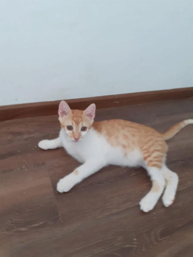 JOJO - chaton mâle, né environ en mars 2022 - en FA à Bucarest (Roumanie) - ADOPTE CHEZ CARMINA 30702611