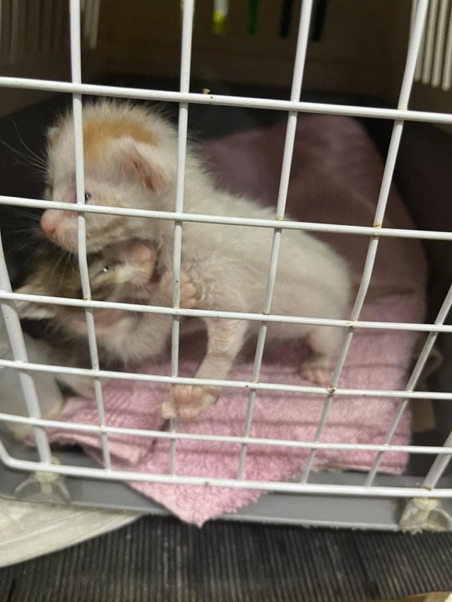 ROBER - chaton mâle, né environ en juillet 2022 - A la clinique de Mircea à Bucarest (Roumanie) - ADOPTE EN ROUMANIE 30719011