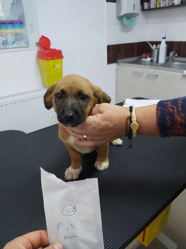 STARLY - chiot femelle , de taille petite à moyenne à l'âge adulte - née environ en juin 2022 - En FA chez Lili à Pascani (Roumanie) - Adoptée par Lydie (84)  30746310