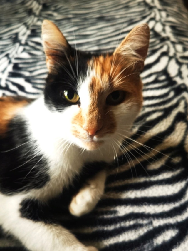 ANYY, chat femelle, née environ en avril 2015 - Au refuge de Gina (Roumanie) 30802011