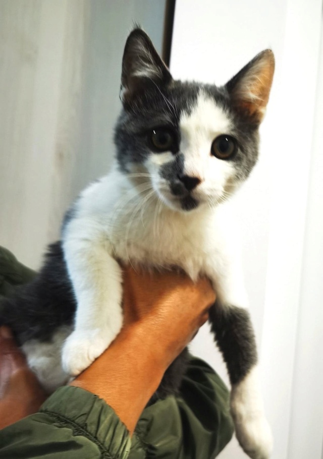 SOCCER - chaton mâle, né environ en mars 2022 - en FA, chez Gina, à Tergu Neamt (Roumanie) - ADOPTE EN ROUMANIE 30813810