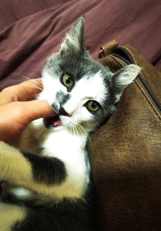 SOCCER - chaton mâle, né environ en mars 2022 - en FA, chez Gina, à Tergu Neamt (Roumanie) - ADOPTE EN ROUMANIE 30814510