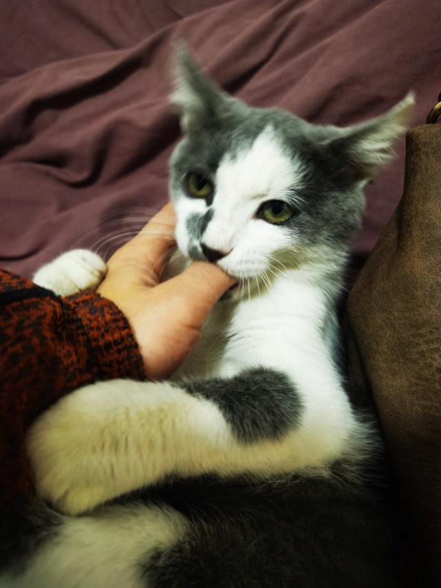 SOCCER - chaton mâle, né environ en mars 2022 - en FA, chez Gina, à Tergu Neamt (Roumanie) - ADOPTE EN ROUMANIE 30825510