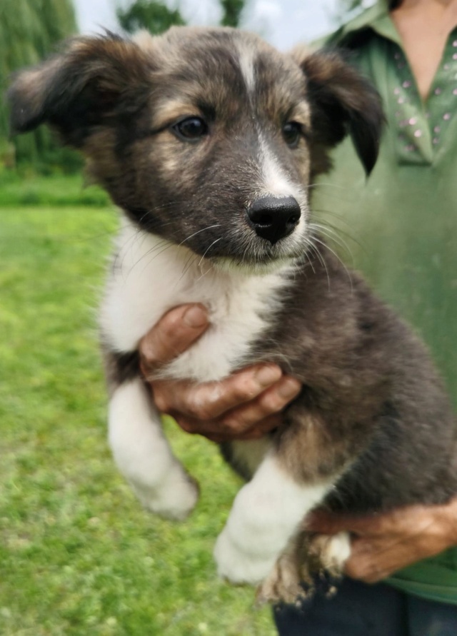 TRUFFE (ex MARBLE) - chiot femelle typée border, de taille moyenne à l'âge adulte - née environ en mai 2022 - en FA à Tergu Neamt (Roumanie) - Adopté par Elliot et Chloe (6767 - Belgique)  30837210