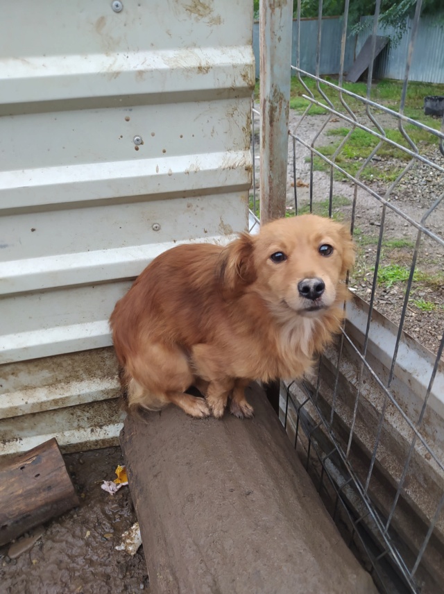 SIMBA (ex FILAO) - mâle, de petite taille, né environ en août 2021 - REMEMBER ME LAND - Adopté par Véronique (6590 - BELGIQUE)  30895911