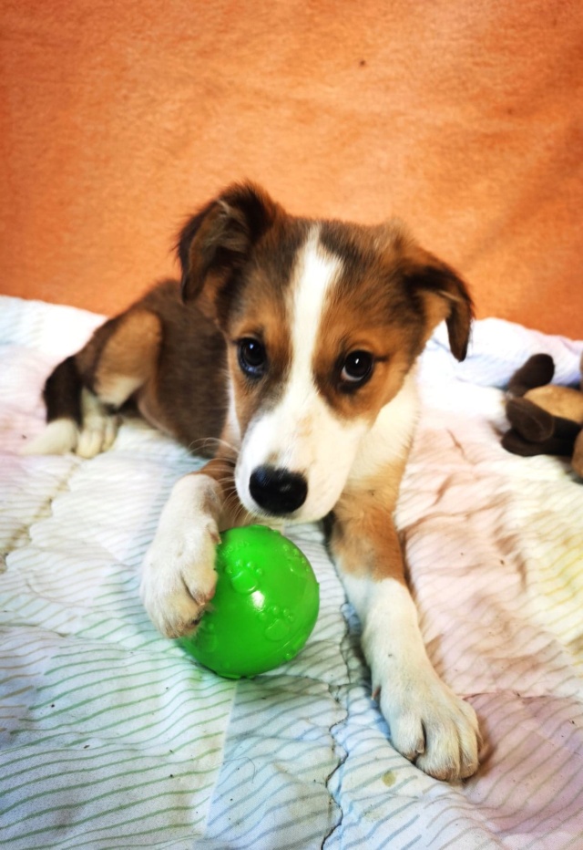 MISTYK - chiot femelle typée border, de taille moyenne à l'âge adulte - née environ en juin 2022 - en FA à Tergu Neamt (Roumanie) - Adoptée par Marie (1190 - Belgique)  30929010