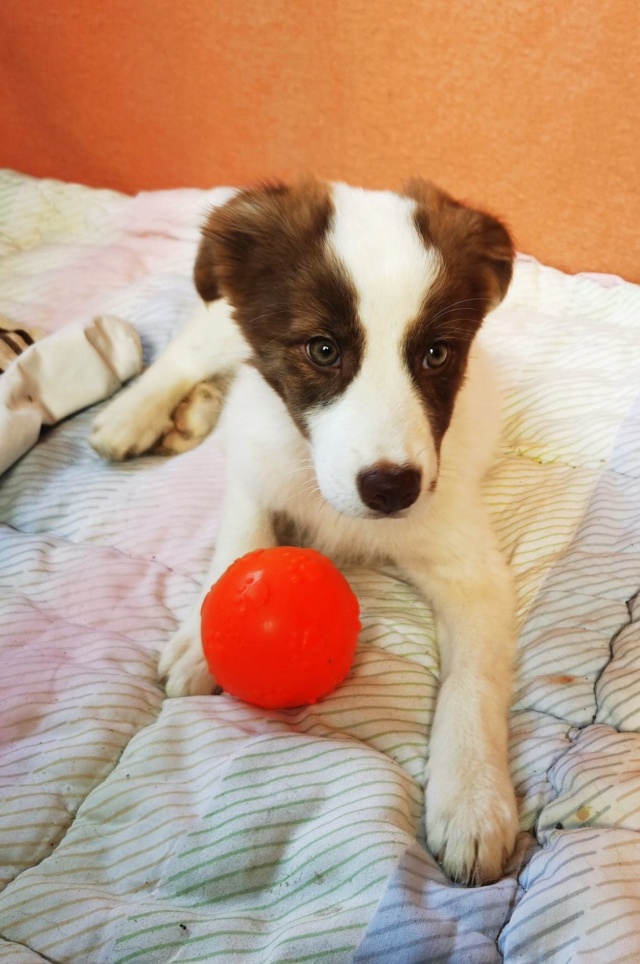 TARA (ex MINDAY) - chiot femelle typée border, de taille moyenne à l'âge adulte - née environ en juin 2022 - en FA à Tergu Neamt (Roumanie) - Adoptée par Zoé (75)  30929410