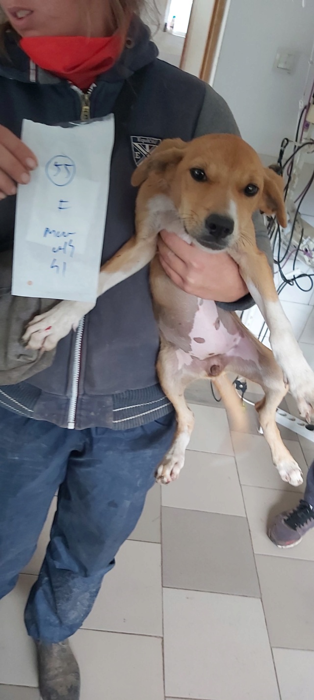 MANAKA - chiot femelle, de taille moyenne à grande taille à l'âge adulte - née environ en mai 2022 - REMEMBER ME LAND - Adoptée par Marie (4950 - Belgique) 30956610