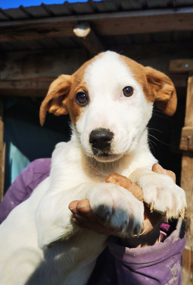 smartie - SMARTIE - femelle, de taille moyenne - née environ en décembre 2021 - au refuge à Tergu Neamt (Roumanie) 31079510