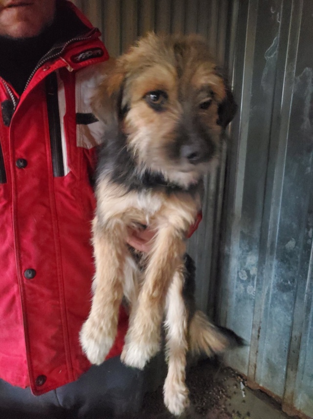 TWIX - mâle, de petite taille - né environ en avril 2019 - (Fourrière de Roman) - REMEMBER ME LAND - Adopté par Blaise (6043 - Belgique)  31081610