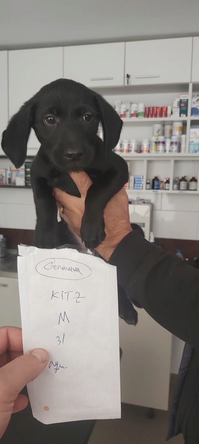 ALTO (ex KITZ) - chiot mâle, typé labrador, de taille moyenne à l'âge adulte - né environ en juillet 2022 - en FA chez Genoveva (Roumanie) - Adopté par Juliette (69) 31096110