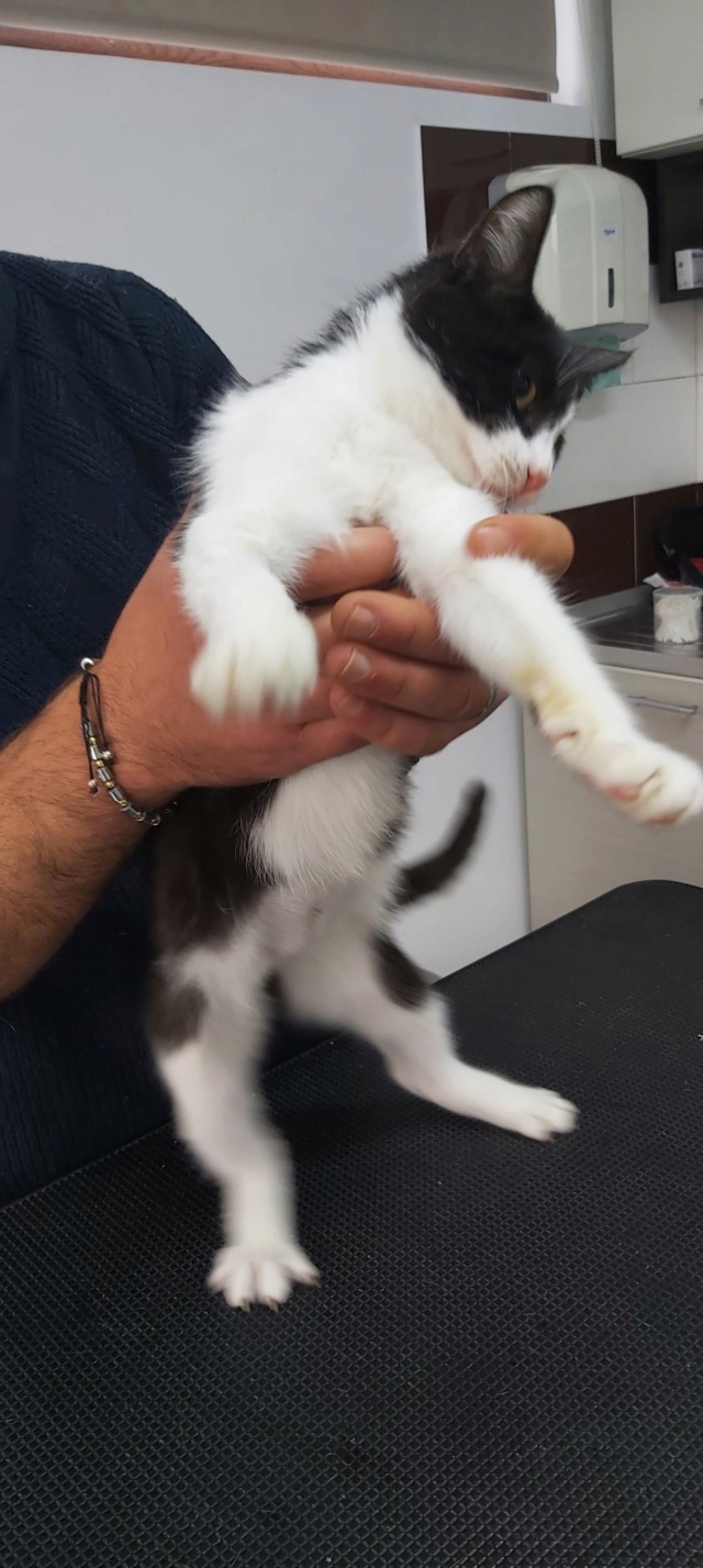 AYUMI, chaton femelle borgne, née environ en avril 2022 - à la clinique chez Lucian (Roumanie) - DECEDEE 31096510