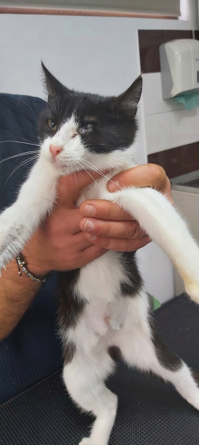 AYUMI, chaton femelle borgne, née environ en avril 2022 - à la clinique chez Lucian (Roumanie) - DECEDEE 31130510