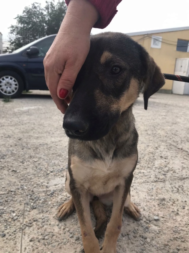 YUKI (ex ZONIA) - femelle, de taille moyenne à grande - née environ en décembre 2021 - En fourrière à Bucarest (Roumanie) - Adoptée par Nathalie (13) 31255410