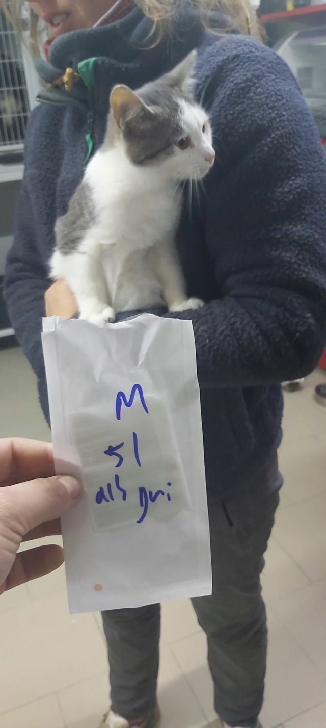 PARANGON, chat mâle, né environ en juin 2022 - (Centre RM Pascani en Roumanie) 31329410