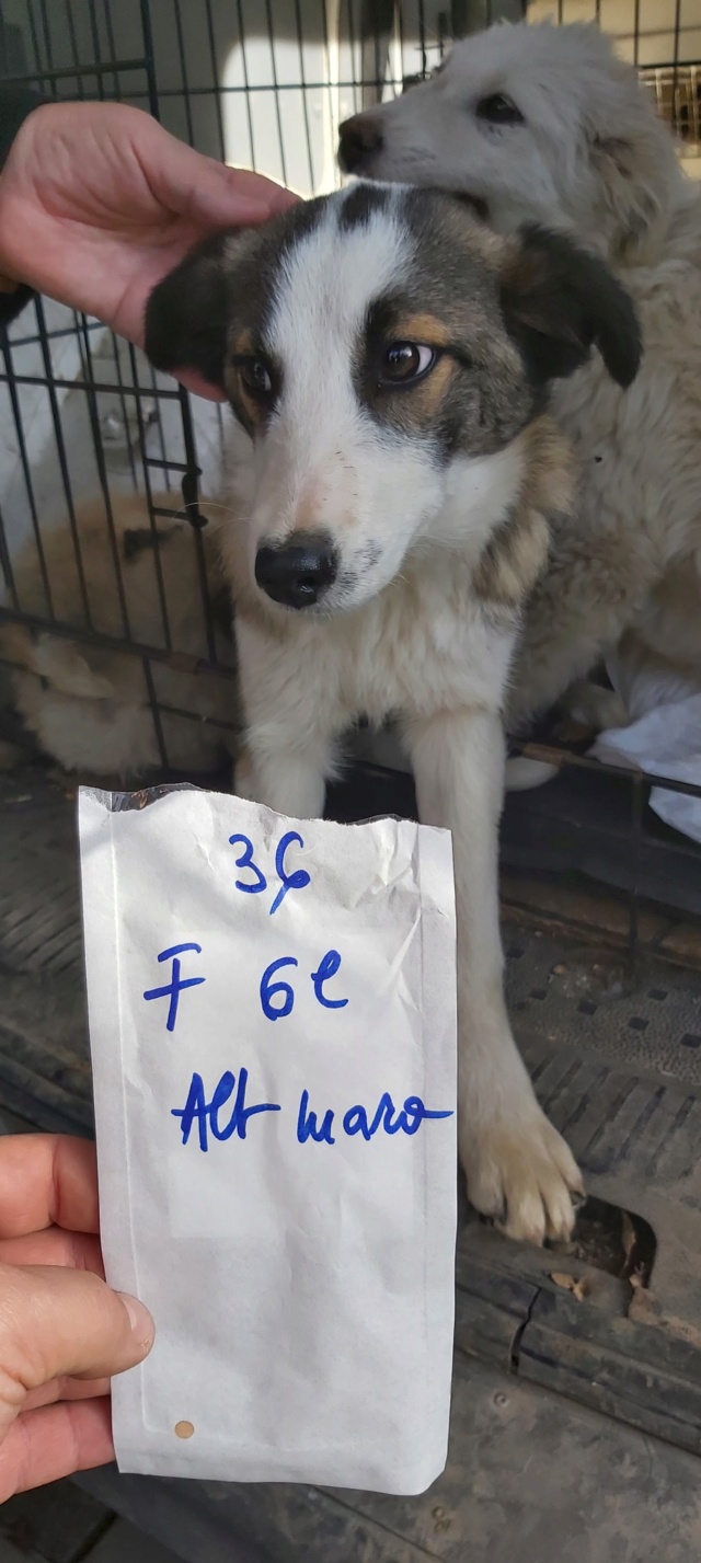 TEMPETE (ex ARIETTY) - chiot mâle , de taille moyenne à l'âge adulte - né environ en avril 2022 - REMEMBER ME LAND - Adopté par Doriane (94)  31343310