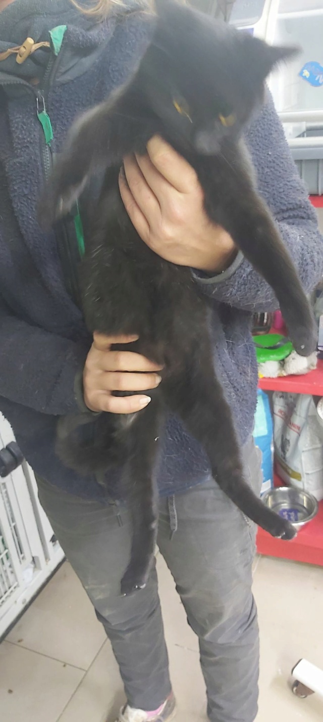MINORI, chaton femelle, née environ en juin 2022 - (Centre RM Pascani en Roumanie) - adoptée en Roumanie 31374811