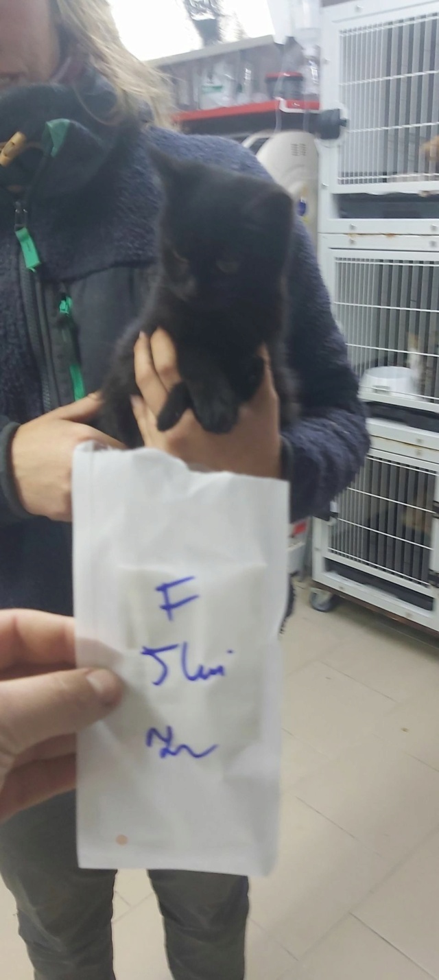MINORI, chaton femelle, née environ en juin 2022 - (Centre RM Pascani en Roumanie) - adoptée en Roumanie 31442112