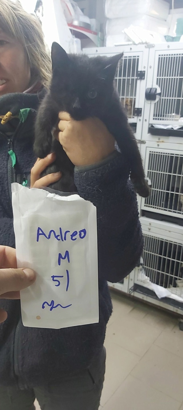 ANDREO, chaton mâle, né environ en juin 2022 - A la clinique de Lucian (Roumanie) - ADOPTE EN ROUMANIE PAR LA VETERINAIRE 31445811