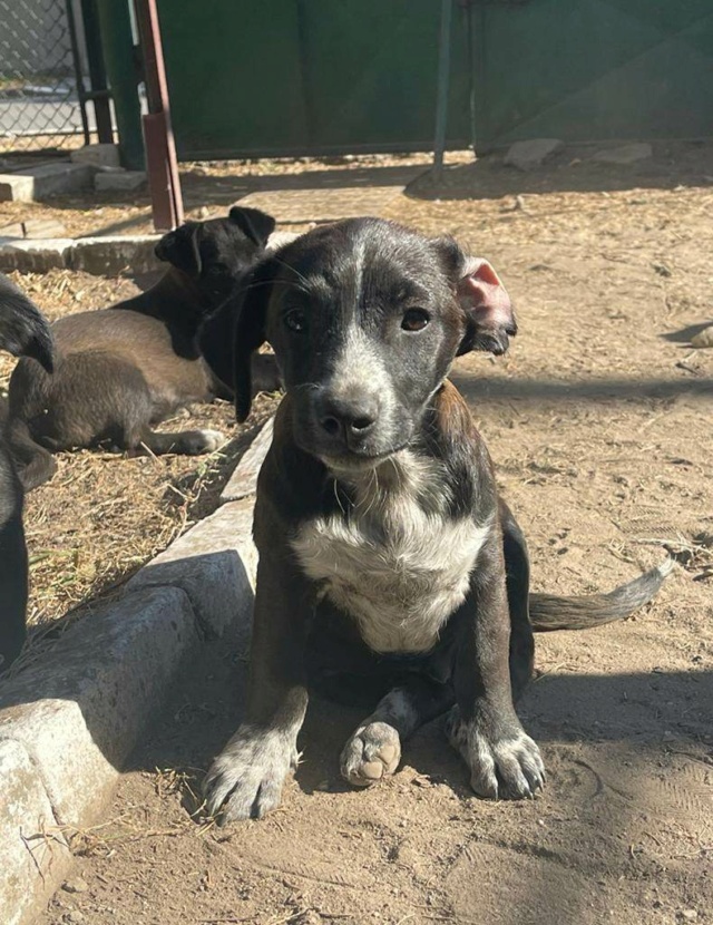 TI'MOINO (ex DAVE) - chiot mâle , de taille petite à moyenne à l'âge adulte - né environ en juin 2022 - Au refuge de Carmina à Bucarest (Roumanie) - Adopté par Stéphanie (27)  31506410