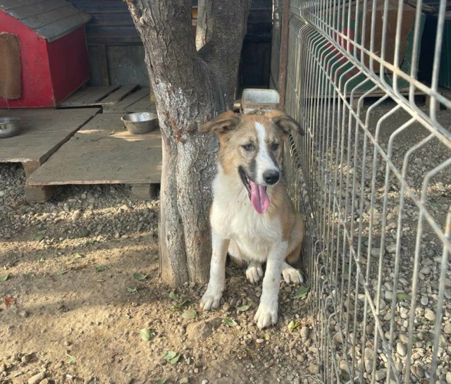 TOPAZE (ex DOINA) - chiot femelle, de taille moyenne à l'âge adulte - née environ en avril 2022 - Au refuge de Carmina (Roumanie) - Adoptée par Carole (59)  31522910