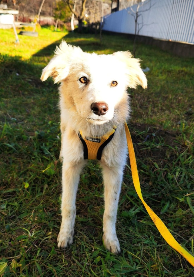 TOUNDRA (ex ANEMONE) - chiot femelle , de taille moyenne à l'âge adulte - née environ en juin 2022 - Refuge chez Gina à Tergu Neamt (Roumanie) - Adoptée par Marie Pierre (38)  31535010