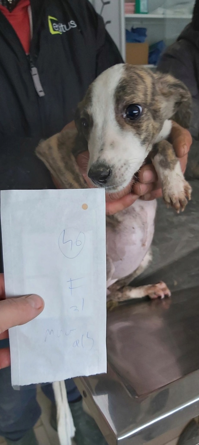 LEELOO (ex UMBRELLA) - chiot femelle, de taille petite à moyenne à l'âge adulte - née environ en août 2022 - REMEMBER ME LAND - adoptée par Christophe et Samantha (31) 31656210