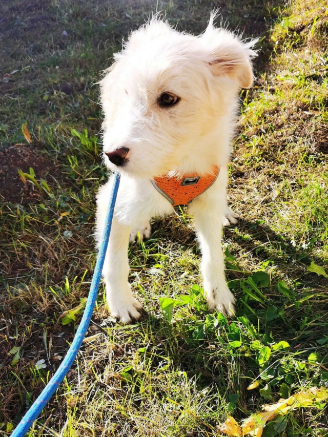 POLAR - chiot mâle , de taille moyenne à l'âge adulte - né environ en juin 2022 - En FA chez Gina à Tergu Neamt (Roumanie) - Adopté par Fanny (4570 - Belgique)  31713910