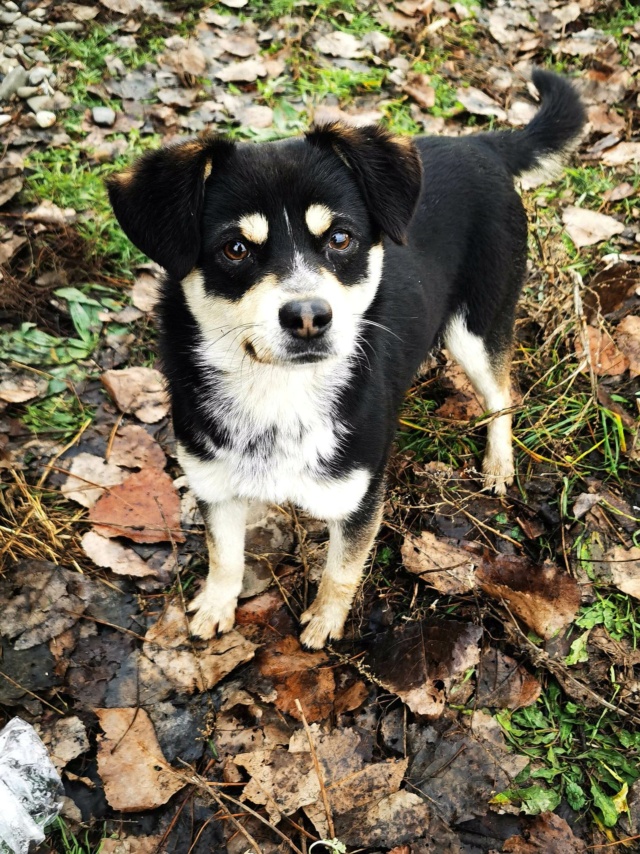 DOMINO (ex NERO) - mâle, de petite taille, né environ en novembre 2020 - au refuge chez Gina à Tergu Neamt (Roumanie) - Adopté par Cécile (69)  31730210