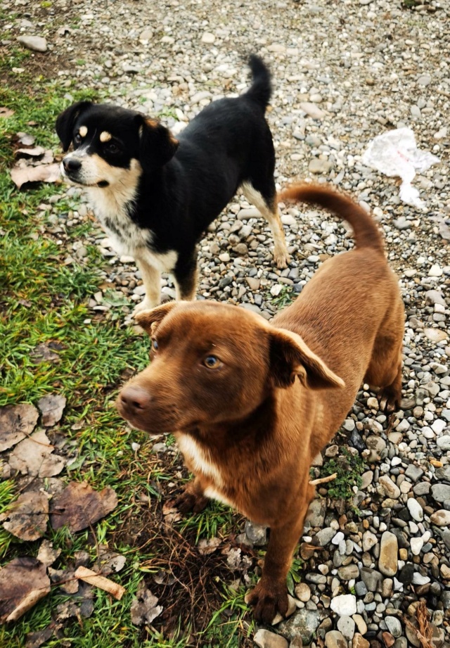 DOMINO (ex NERO) - mâle, de petite taille, né environ en novembre 2020 - au refuge chez Gina à Tergu Neamt (Roumanie) - Adopté par Cécile (69)  31769410