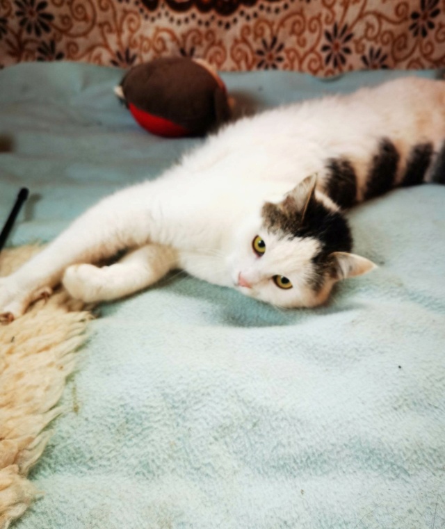 TATU - chat mâle, né environ en décembre 2021 - En FA chez Gina à Tergu Neamt (Roumanie) - ADOPTÉ en Roumanie 31775510