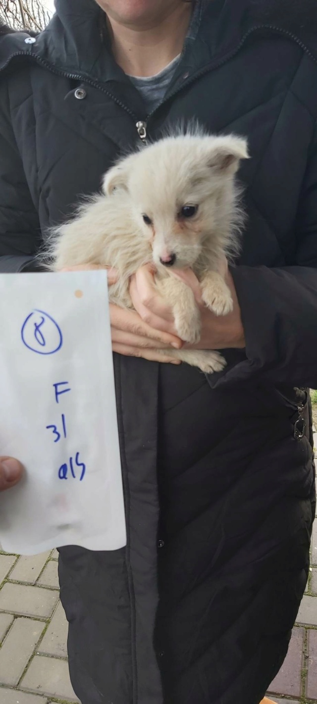 PRUDENCE - chiot femelle, de taille petite à moyenne à l'âge adulte - née environ en septembre 2022 - (Centre RM Pascani en Roumanie)/DÉCÉDÉE  31838811