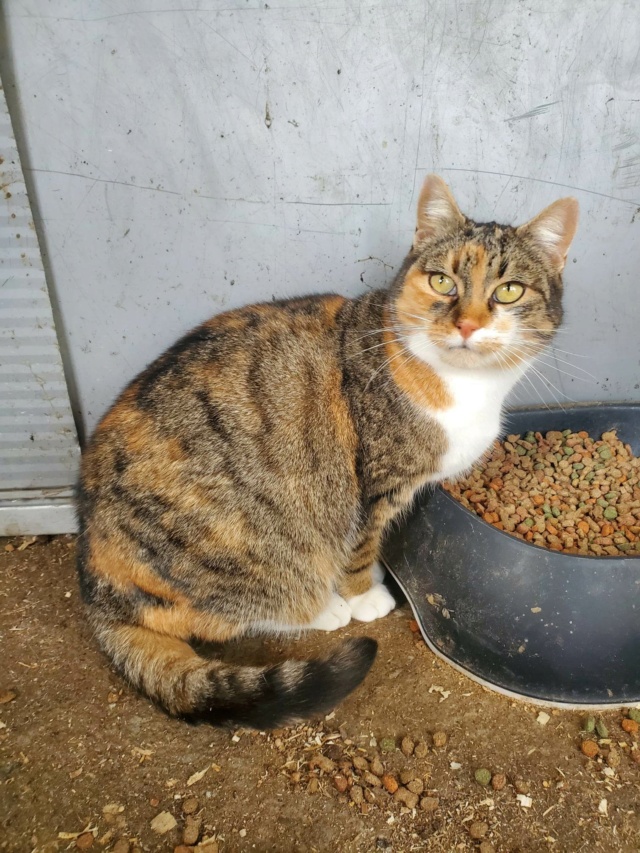 MINA (ex GIGOTTE) - chat femelle, née environ en juillet 2018 - En FA chez Lili à Pascani (Roumanie) - Adoptée par Evelyne (88) 32050710