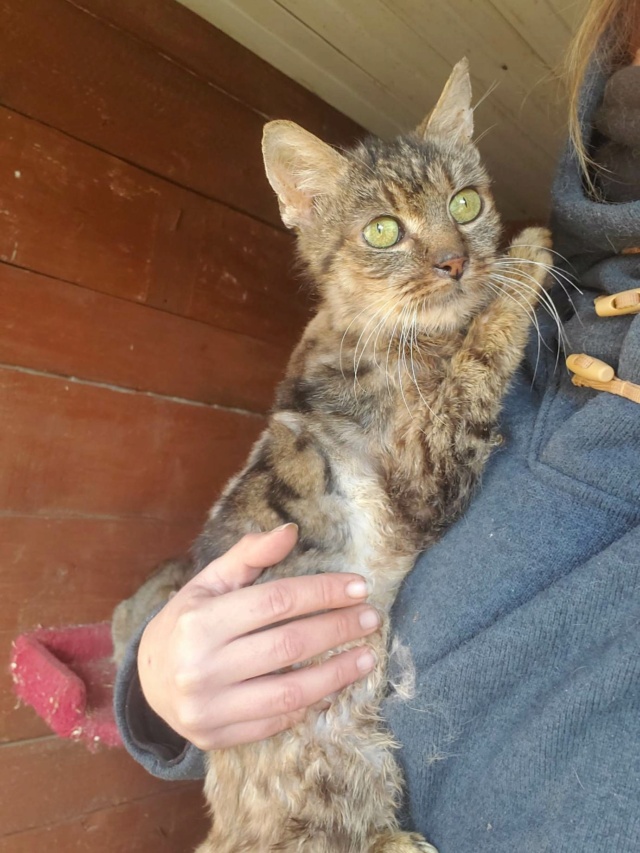 DONDIEGO - chat mâle, né environ en mai 2012 - en FA chez Lili (Roumanie) - adopté par Dominique (57) 32141710