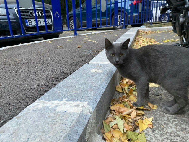 EAZY - chat mâle bleu russe, FIV+, né environ en octobre 2015 - A la clinique de Mircea à Bucarest (Roumanie) - Adopté par Maeva (63) 32175210