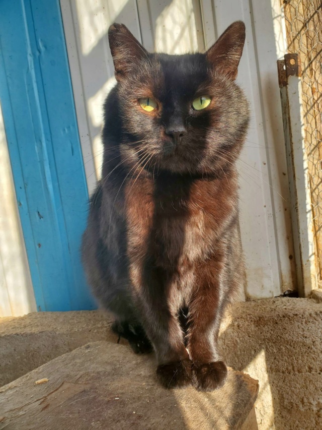 ARISTO, chat mâle, né environ en août 2021 - en FA chez Lili à Pascani (Roumanie) - Adopté par Aymeric (28) 32193210