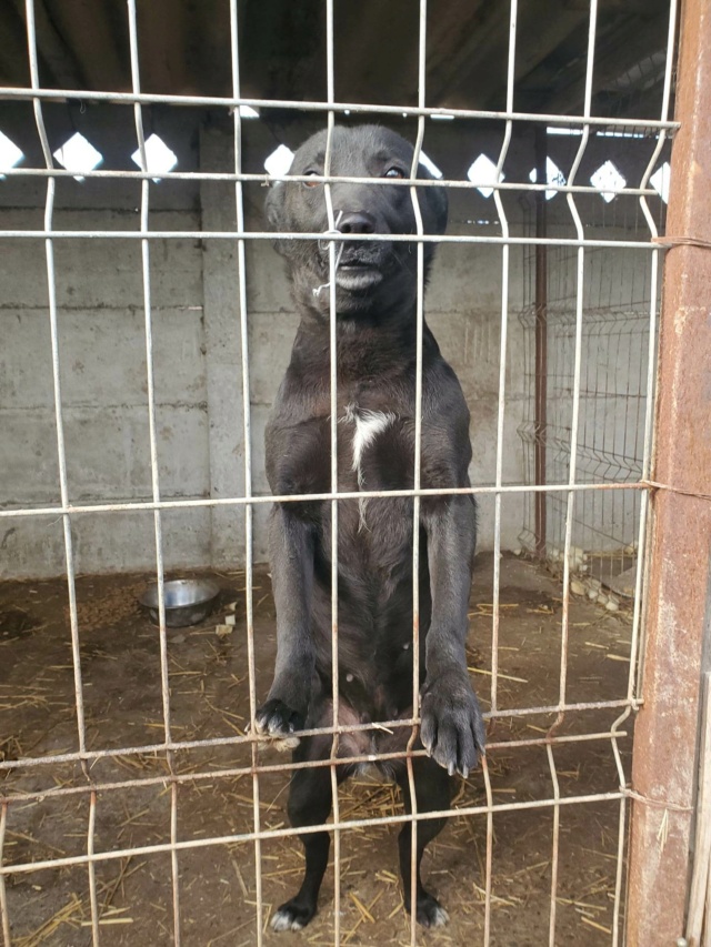 NEEYA (ex NEGRA) - femelle, de taille moyenne, née environ en mai 2019 - En FA chez Lili (Roumanie) - Adoptée par Laurence (29) 32206510