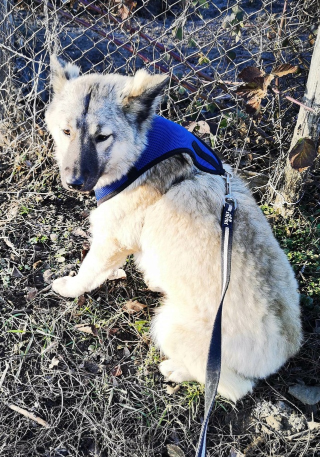 JAZZ (ex SCOCHITA) - chiot femelle, de taille moyenne à l'âge adulte - née environ en avril 2022 - au refuge chez Gina à Tergu Neamt (Roumanie) - Adoptée par Anne (74) 32263110