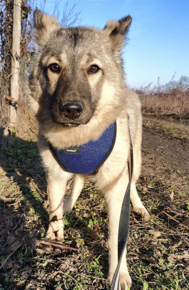 JAZZ (ex SCOCHITA) - chiot femelle, de taille moyenne à l'âge adulte - née environ en avril 2022 - au refuge chez Gina à Tergu Neamt (Roumanie) - Adoptée par Anne (74) 32281810