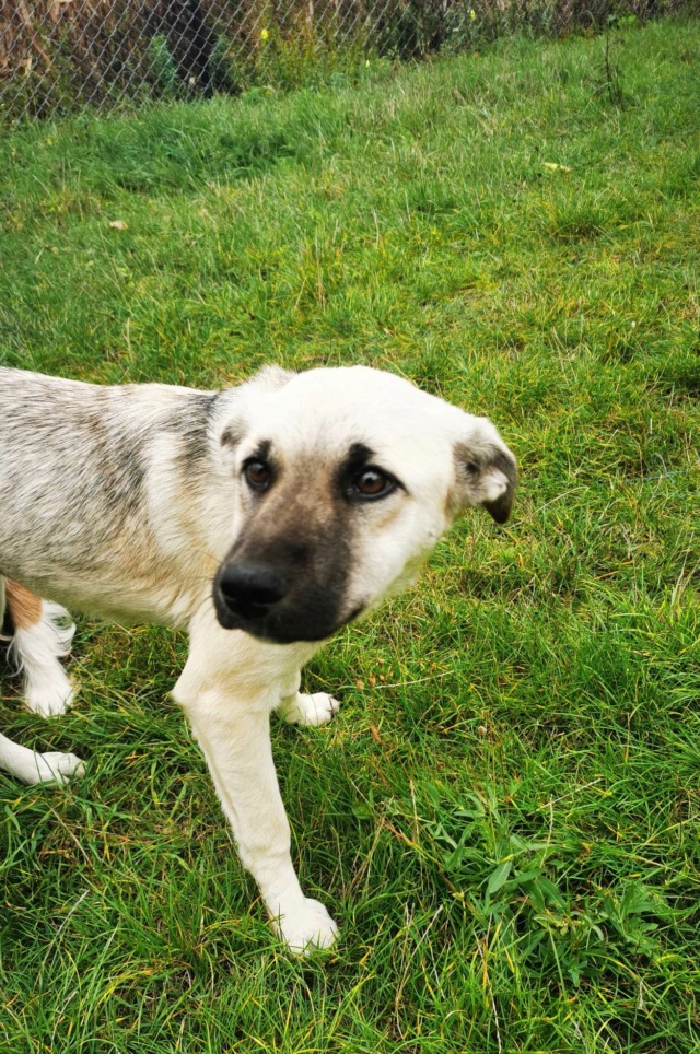 NAYATI (ex BABESY) - femelle, de taille moyenne - née environ en janvier 2022 - Refuge chez Gina à Tergu Neamt (Roumanie) - Adoptée par Julianna (69) 32299510