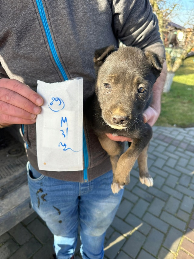 GÜNTHER - chiot mâle, de taille petite à moyenne à l'âge adulte - né environ en octobre 2022 - (Centre RM Pascani en Roumanie) - DECEDE 32300810