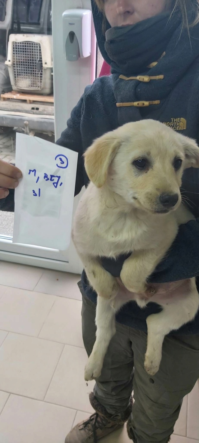 ROCKET (ex RUBAN) - chiot mâle, typé labrador, de taille moyenne à l'âge adulte - né environ en octobre 2022 - REMEMBER ME LAND - Adopté par Elodie (67) 32395710