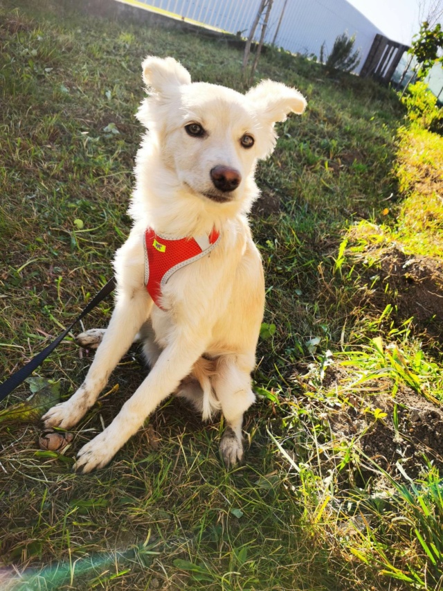 PECHE (ex PENSEE) - chiot femelle , de taille petite à moyenne à l'âge adulte - née environ en juin 2022 - En FA chez Gina à Tergu Neamt (Roumanie) - Adoptée par Elisabeth (1070 - BELGIQUE) 32459310