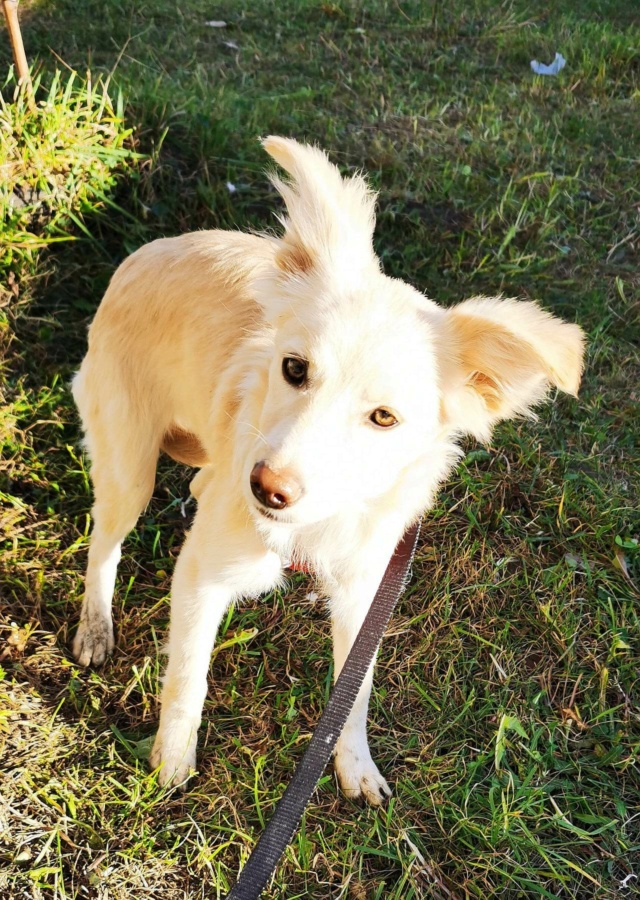 PECHE (ex PENSEE) - chiot femelle , de taille petite à moyenne à l'âge adulte - née environ en juin 2022 - En FA chez Gina à Tergu Neamt (Roumanie) - Adoptée par Elisabeth (1070 - BELGIQUE) 32471510