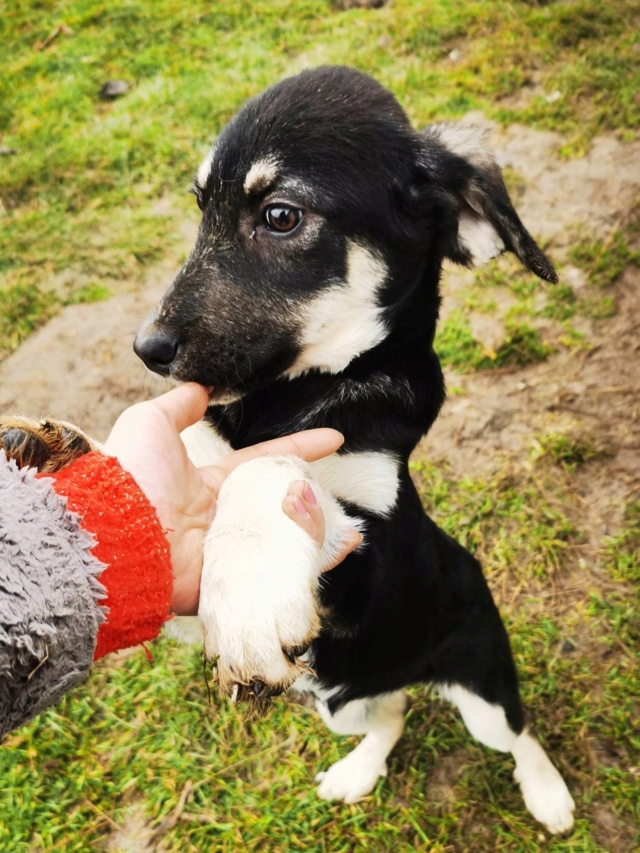 TILIA (ex LACTEA) - chiot femelle, de taille moyenne à l'âge adulte - née environ en septembre 2022 - Au refuge chez Gina à Tergu Neamt (Roumanie) - Adoptée par  Amelie (90)  32540110