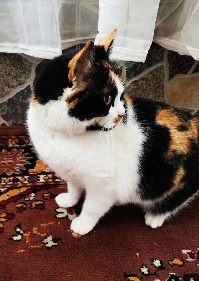 LOLA (ex BETY) - chat femelle, née environ en janvier 2018 - en FA chez Gina à Tergu Neamt (Roumanie) - Adoptée par Cendrine (83) 32606110